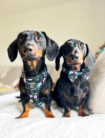 Midnight Madagascar Design Dog Lead