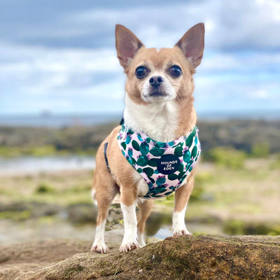 Looking Sharp - Green Cactus and Pink Dog Harness