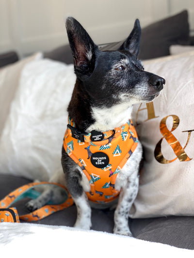 'Party Marty' - Zebra Dog Collar