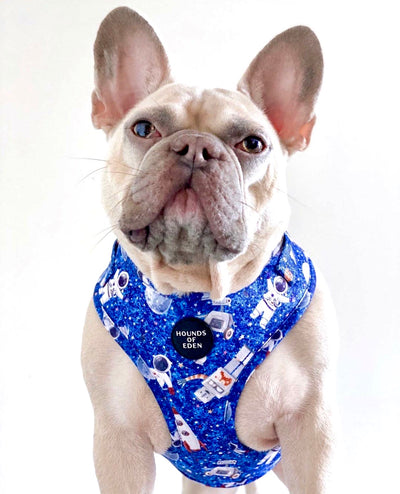 'Space Out' - Starlight Blue Space Pattern Dog Harness