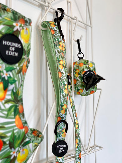 'Squeeze Me' - Citrus Dog Collar