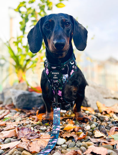 Midnight Madagascar Design Dog Lead
